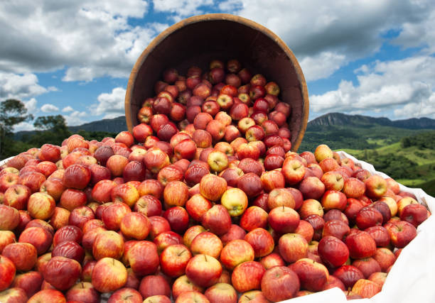 istock overturned wooden cask with apple dropped from inside 1181330719