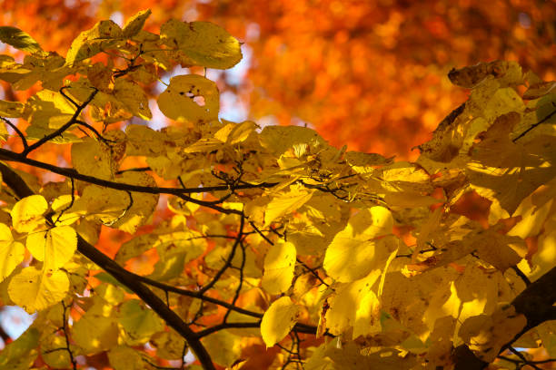 istock Colorful beautiful maple leaves in autumn 1181331660