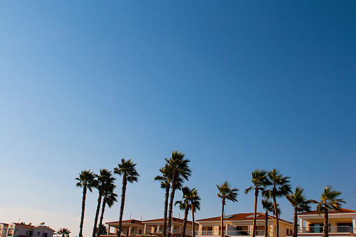 Fila de palmeras altas sobre las cimas de las casas del fondo de hermoso cielo azul. Horizontal con espacio de copiado sobre bienes raíces, villa cerca del mar, propiedad de lujo, sala de alquiler y viajes photo