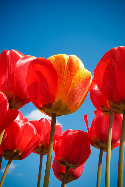Hybrid Tulip stock photo