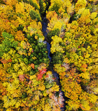 Aerial drone view of Autumn colours in Nova Scotia.