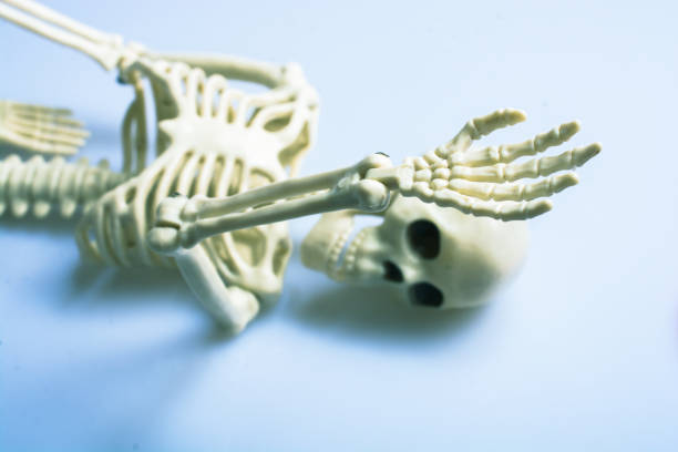 istock artificial human body skeleton on gray background 1181337677