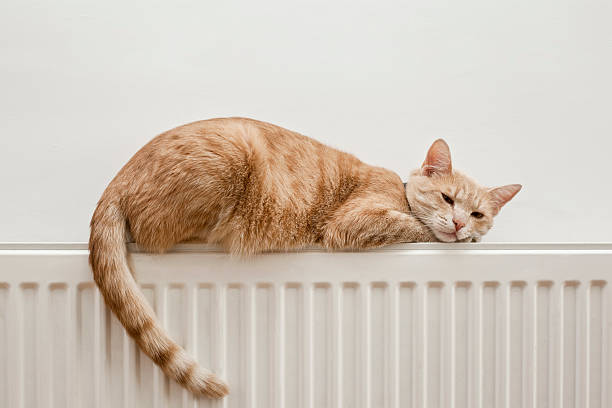 lazy gato - cola parte del cuerpo animal fotografías e imágenes de stock