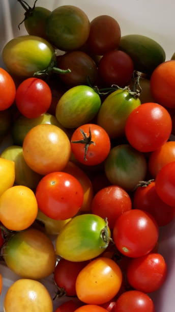 istock a cute little cherry tomato 1181339458