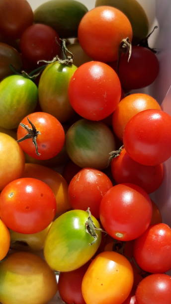 istock a cute little cherry tomato 1181339972