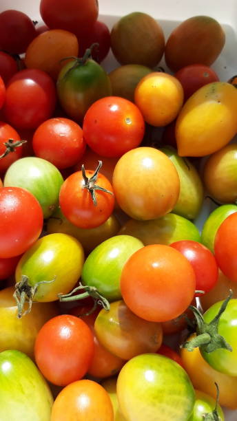 istock a cute little cherry tomato 1181340064