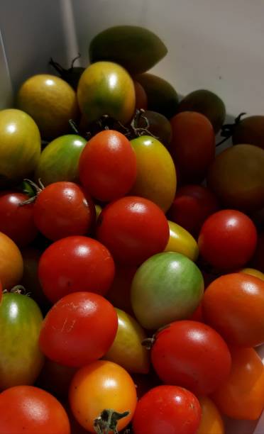 istock a cute little cherry tomato 1181340077