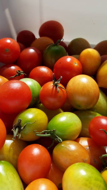 istock a cute little cherry tomato 1181340143