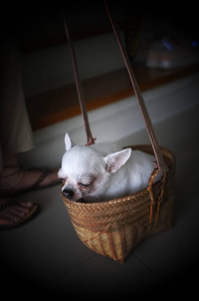 simpatico chihuahua in un cesto. sfondo animale domestico - chihuahua dog pet carrier puppy foto e immagini stock