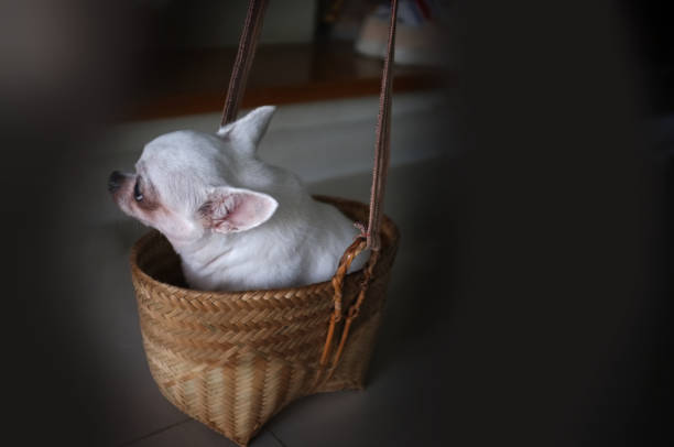 simpatico chihuahua in un cesto. sfondo animale domestico - chihuahua dog pet carrier puppy foto e immagini stock