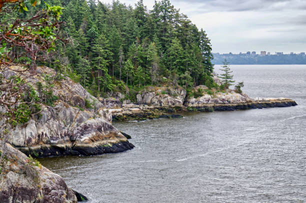 istock coniferous forest on coastal cliffs in rainy weather 1181341094