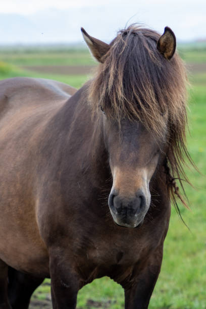 istock Icelandic horse 1181341181