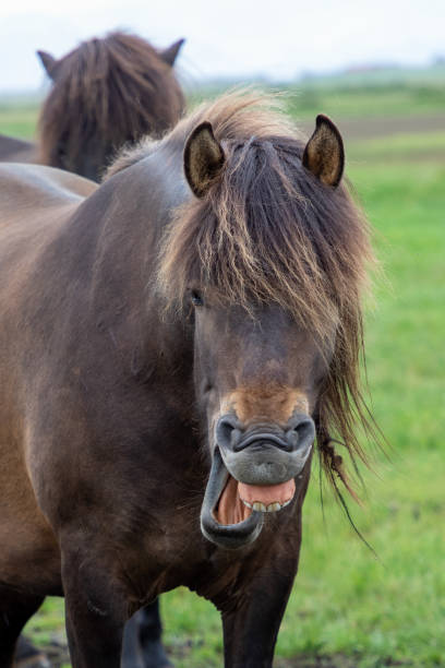 istock Icelandic horse 1181341183