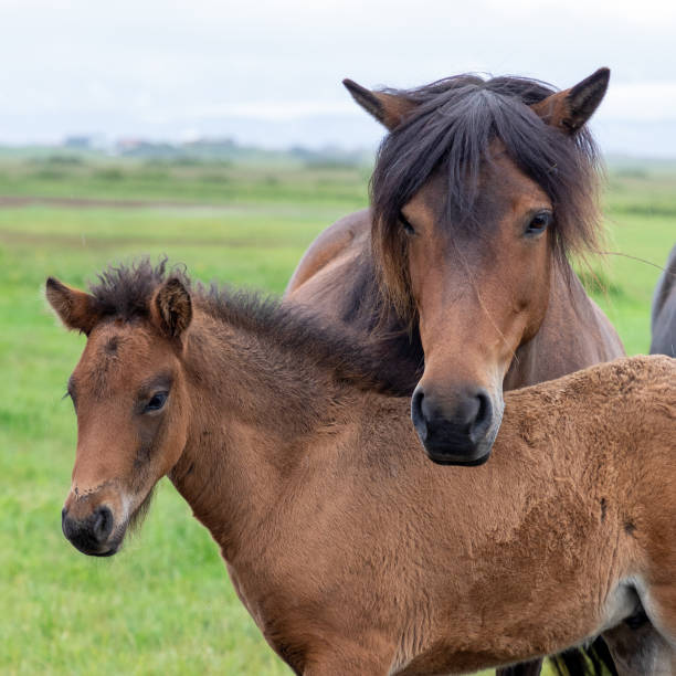 Icelandic horses mother with foal standing in a green field