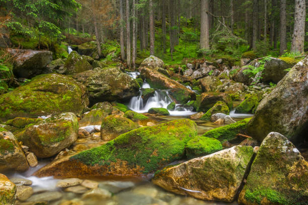 bosque verde y arroyo de agua con piedras musgosas y árboles en las rocas. río profundo en el bosque de montaña. - flowing water stream moss river fotografías e imágenes de stock