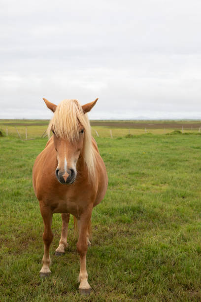 istock Icelandic horse 1181341232