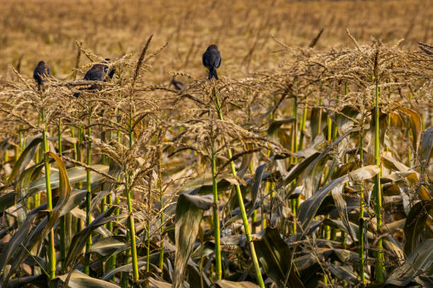 Harvest Time Farmland on southern Vancouver Island during the Fall harvest. saanich peninsula photos stock pictures, royalty-free photos & images