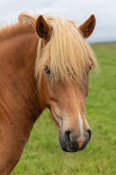 istock Icelandic horse 1181341257