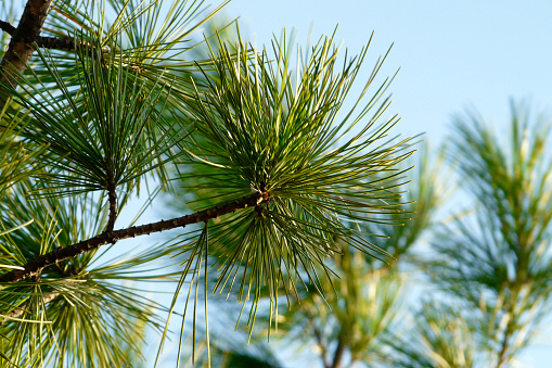 Close up of green pine branch. Nature background. Christmas and New Year background.