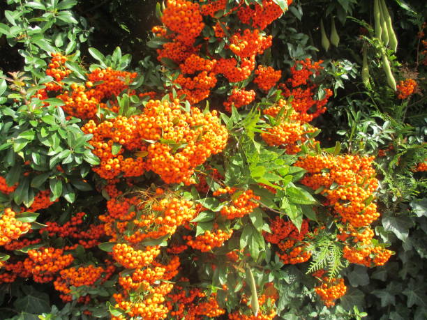 istock Limit hedge plants with berries 1181343804