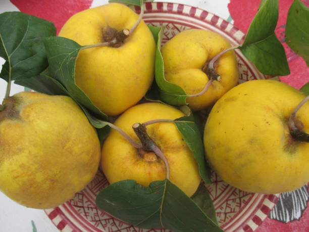 istock Fall fruit harvest Quince in a basket 1181343862