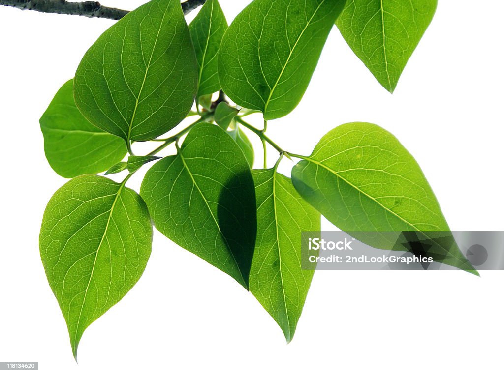 Feuilles sur fond blanc - Photo de Branche - Partie d'une plante libre de droits