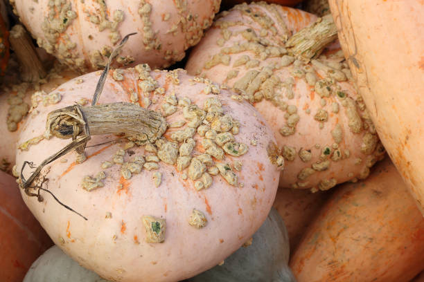 istock Ecologic natural vegetable background. Halloween background. 1181346889