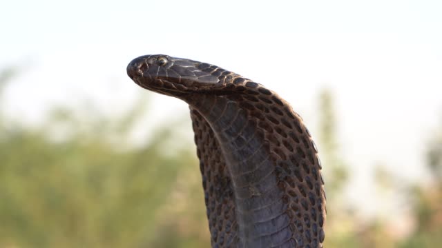 Portrait Indian cobra snake in Pushkar, India, close up