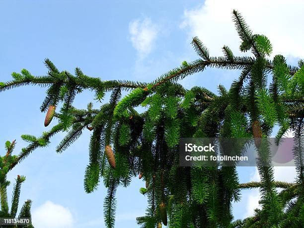 Schlangenfichte Stockfoto und mehr Bilder von Advent - Advent, Ast - Pflanzenbestandteil, Baum