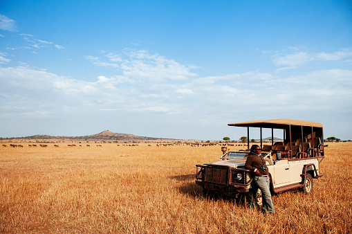 JUN 19, 2011 Tanzania - Driver and Jeep truck for African Tanzania Safari game drive wildlife watch in golden grass plain of Serengeti Grumeti reserve Savanna forest in morning during great migration
