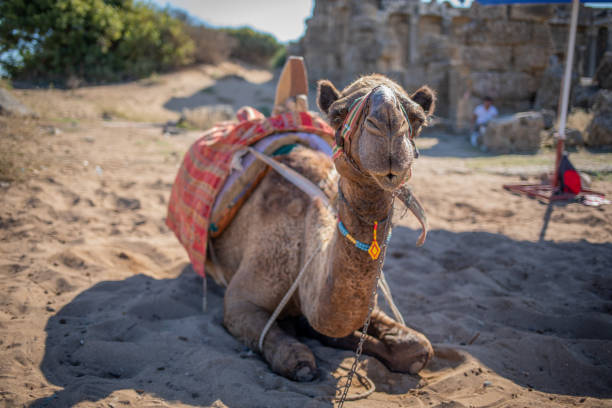 istock in an oriental excavation site there is a camel on which you can ride 1181349848