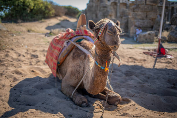 istock in an oriental excavation site there is a camel on which you can ride 1181349849