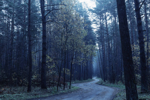 istock road in blue mystic autumnal forest 1181350435