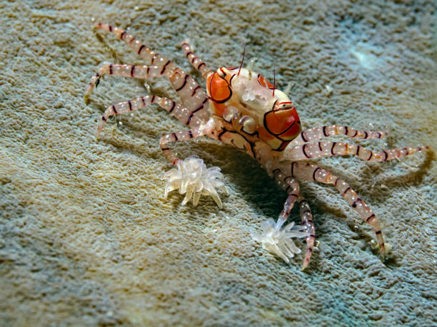 Mosaic Boxer Crab, Mosaic Boxer Crab (Lybia tesselata)