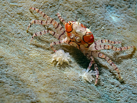 Mosaic Boxer Crab, Mosaic Boxer Crab (Lybia tesselata)