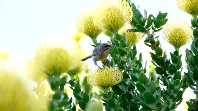 Bird enjoying nectar from a protea flower