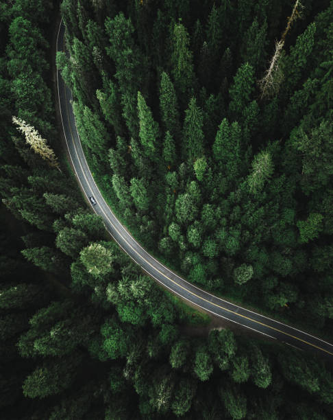 istock winding road in the forest on north america 1181351817