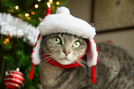 Gato con sombrero de trampero con fondo de árbol de Navidad photo
