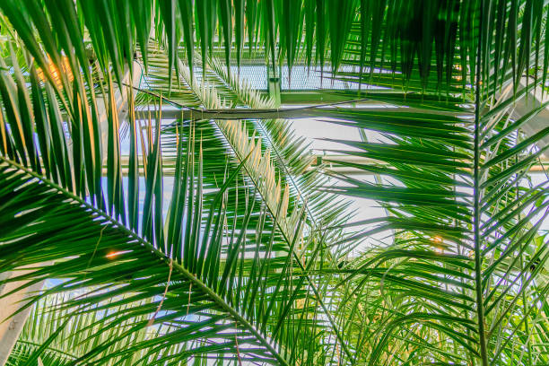 istock Green palm branches against blue sky. Tropical Summer vacation concept background 1181361657