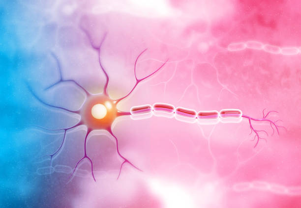 의학 배경에 신경 세포 - nerve cell synapse communication human spine 뉴스 사진 이미지