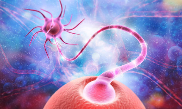 istock Neuron cells sending electrical chemical signals 1181362784
