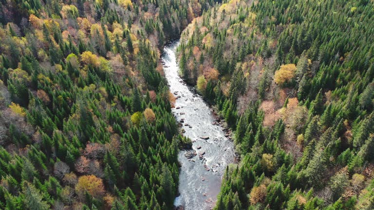 Aerial View of Boreal Forest Nature and River in Autumn Season