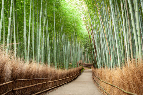 istock Bamboo Grove Kyoto Japan 1181363761