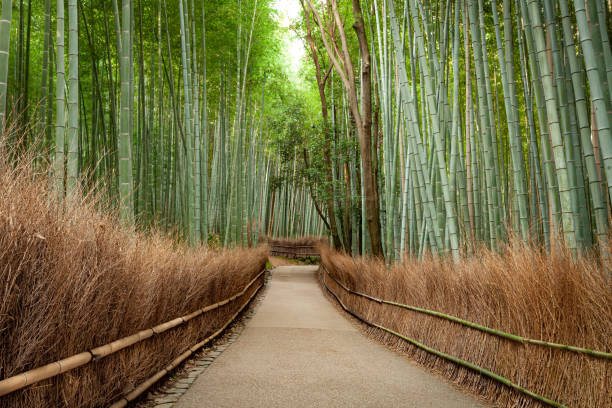 istock Bamboo Grove Kyoto Japan 1181363779