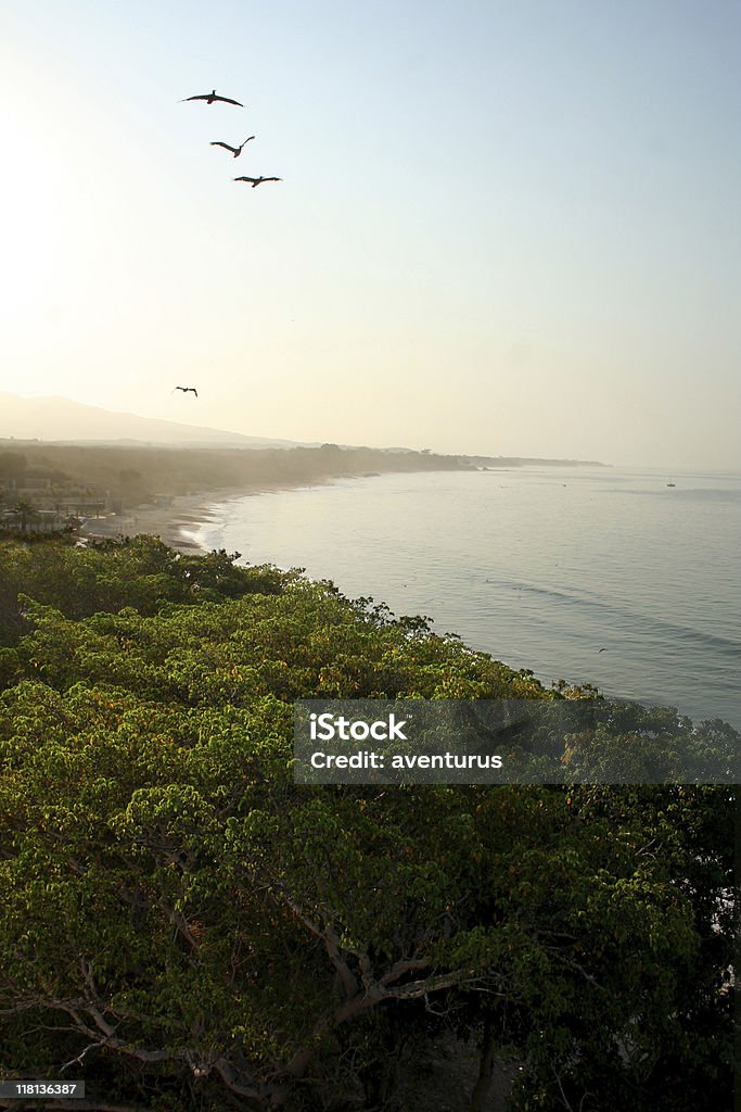 Seevögel auf die Bucht - Lizenzfrei Ast - Pflanzenbestandteil Stock-Foto