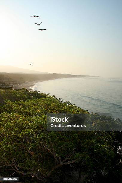 Seevögel Auf Die Bucht Stockfoto und mehr Bilder von Ast - Pflanzenbestandteil - Ast - Pflanzenbestandteil, Baum, Blätterdach