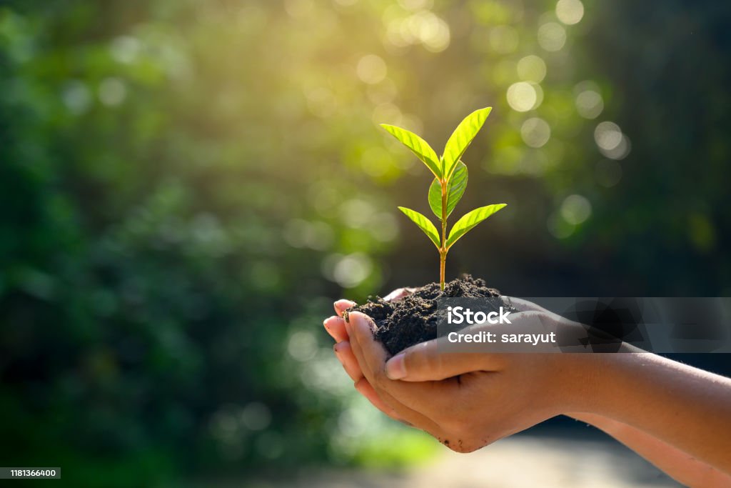 In den Händen der Bäume, die Sämlinge wachsen. Bokeh grünen Hintergrund weiblichen Hand Bereich Naturrasen Konservierungskonzept Wald Baum festhalten - Lizenzfrei Pflanze Stock-Foto