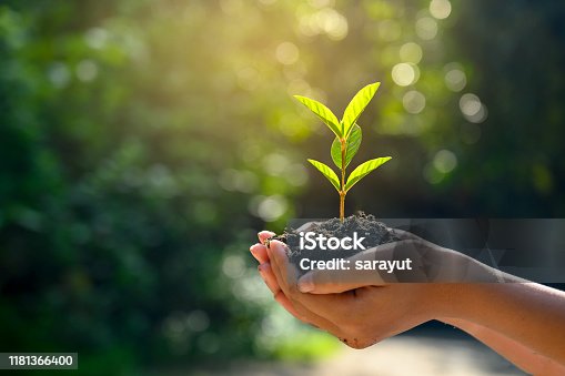 istock In the hands of trees growing seedlings. Bokeh green Background Female hand holding tree on nature field grass Forest conservation concept 1181366400