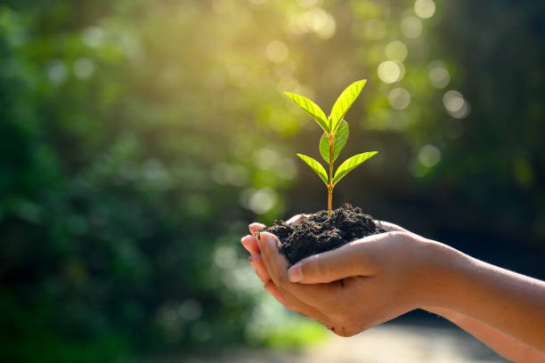 Photo of In the hands of trees growing seedlings. Bokeh green Background Female hand holding tree on nature field grass Forest conservation concept
