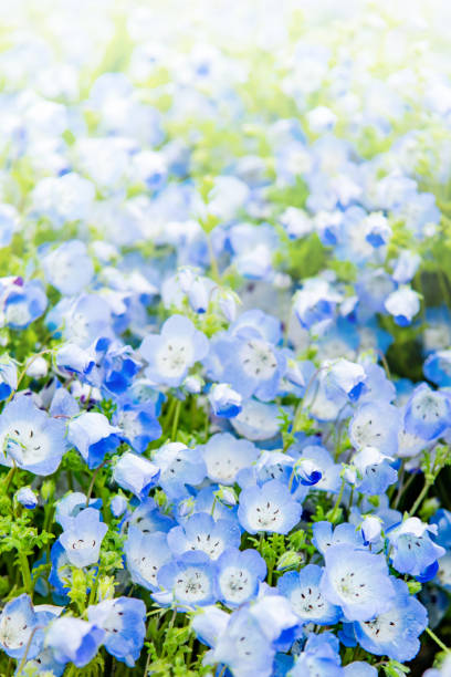Nemophila menziesii (baby blue-eyed flower), spring stock photo